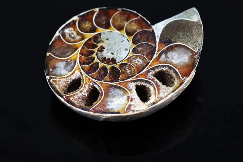 An ammonite fossil